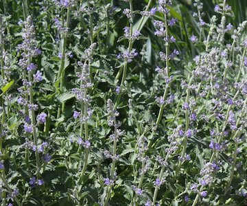 Catmint in bloom