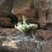 Hotrocks Penstemon in bloom, Boise Foothills