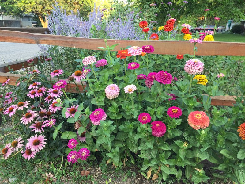 zinnias by a fence