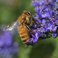 Bees love the Blue Mist Caryopteris