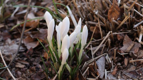 White crocus, the flower opens up with the sun.