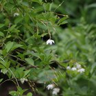 White blooms of the Japanese Snowbell are fragrant and beautiful.