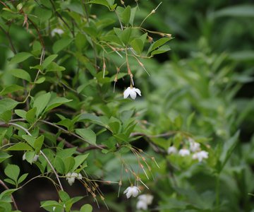 White blooms of the Japanese Snowbell are fragrant and beautiful.