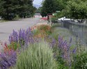 This hot dry roadside bed blooms with color