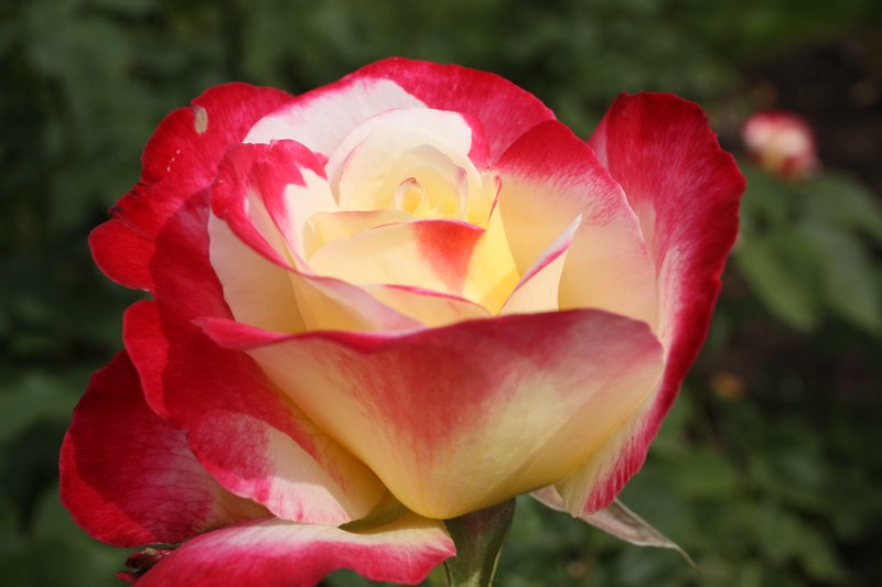 Pruning Roses Is Not Hard Let S Keep It Simple