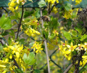 Blooms of the golden currant are enjoyed by native bumble bees.