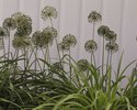 Allium seed heads against the white fence are a lively display (planted behind daylilies).