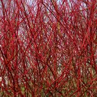 Red twigs