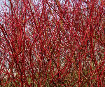 Red twigs