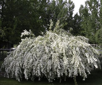 Bridal Wreath Spirea