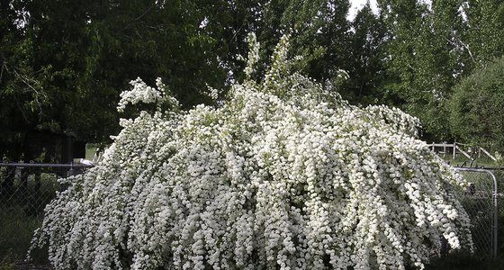 Bridal Wreath Spirea