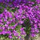 Purple Rockcress (Arabis) in bloom