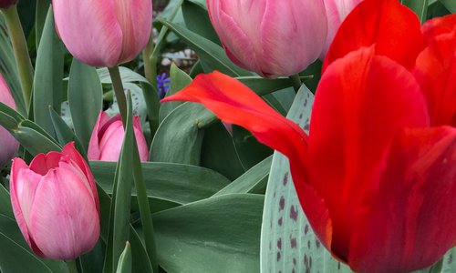 tulips in bloom