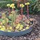 Sedums can thrive in shallow containers, as long as they have excellent drainage!
