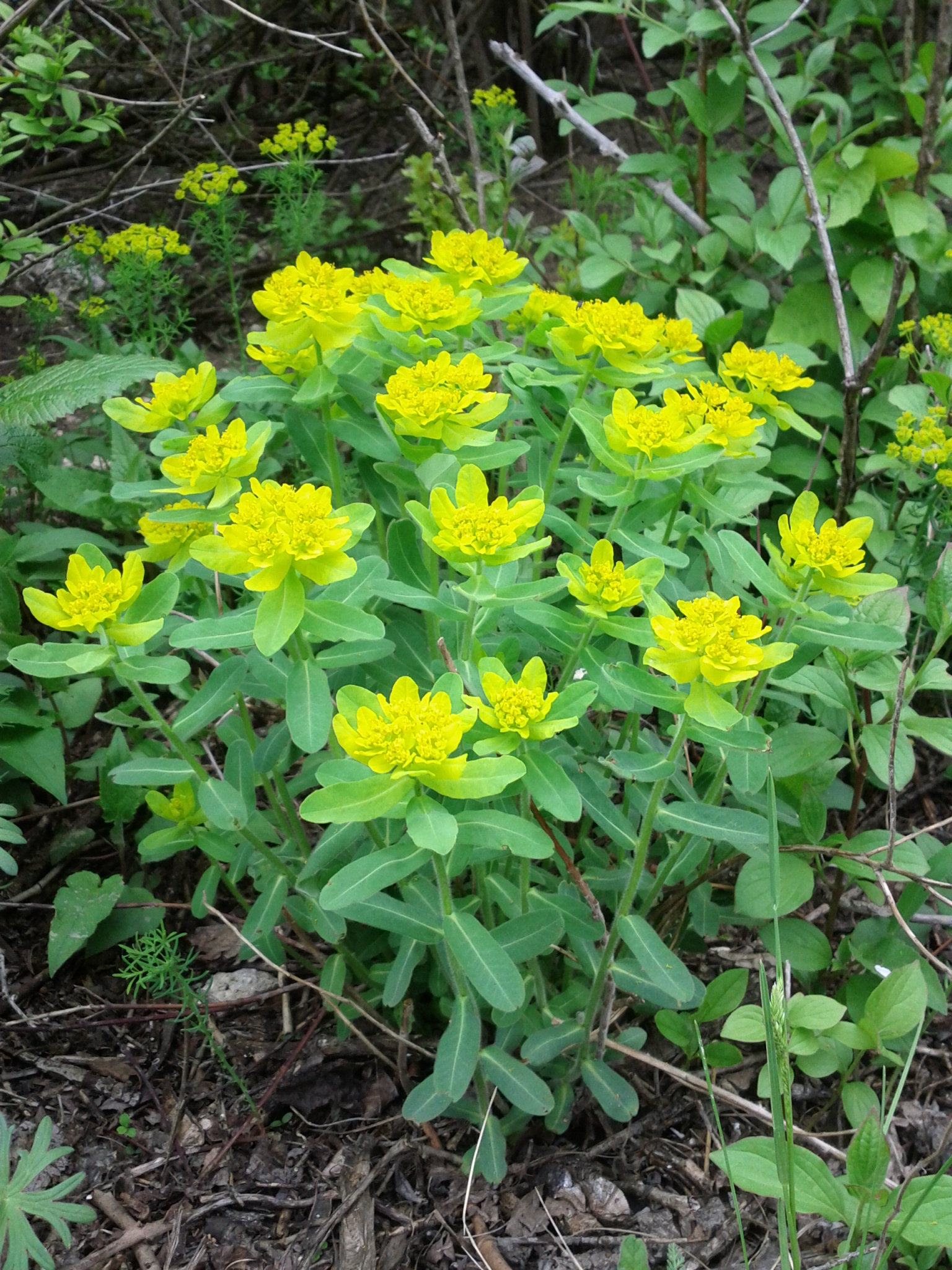 Молочай полихрома Cushion Spurge